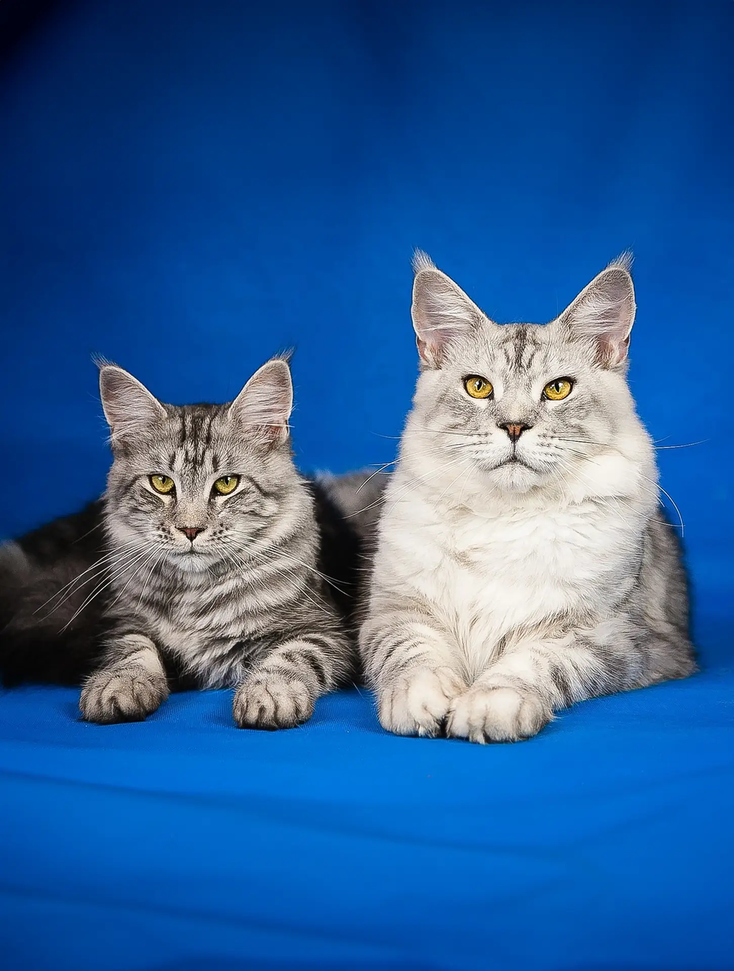 Maine Coon Epic Cats Junkies