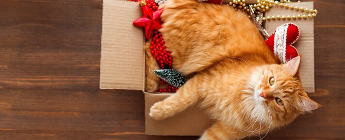 Suggestions de cadeaux pour le Noël de votre chat ! Notre TOP 10