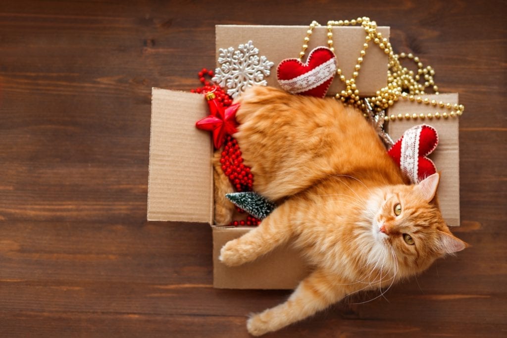 Suggestions de cadeaux pour le Noël de votre chat ! Notre TOP 10 ⋆ Epic