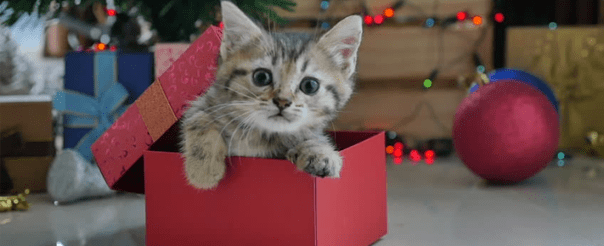 Donner un animal en cadeau – ou pas!
