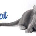 Chat Korat | Porte-bonheur vivant!