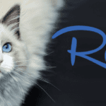Ragdoll cat | Its origins & temper