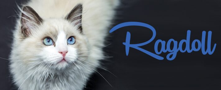 Ragdoll cat | Its origins & temper