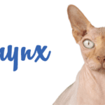 Le Sphynx | Aussi appelé le “chat nu”