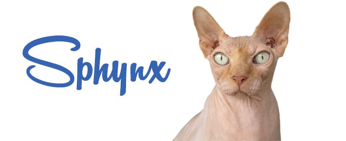 Le Sphynx | Aussi appelé le “chat nu”