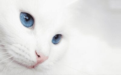 Les chats blancs sont-ils sourds?