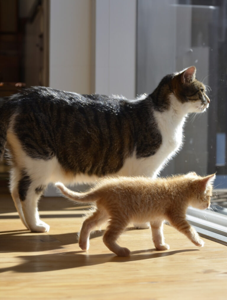 Chat et chaton cohabitation féline