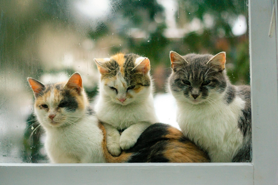 Trois chatons avec leur maman