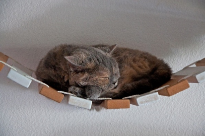 pont suspendu pour chat epic cats junkies